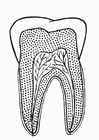 F�rgl�ggningsbilder tand i genomskärning