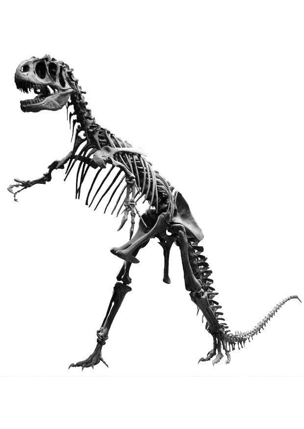 Foto allosaurus skelett