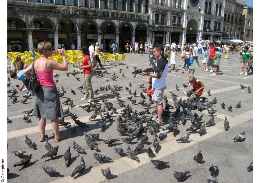 Foto duvorna matas pA¥ markusplatsen i venedig