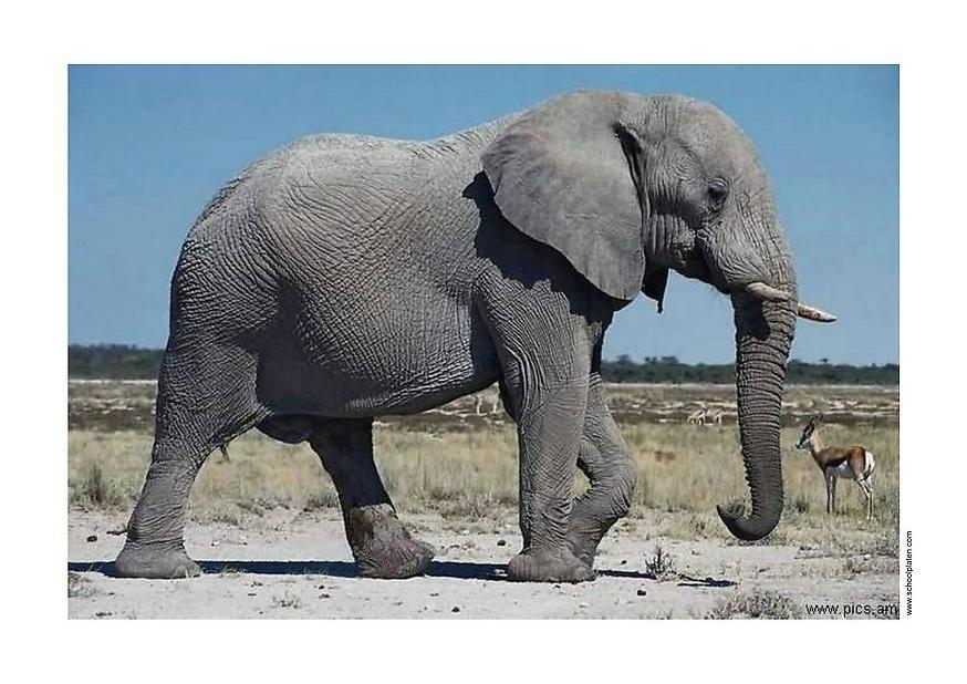 Foto elefant