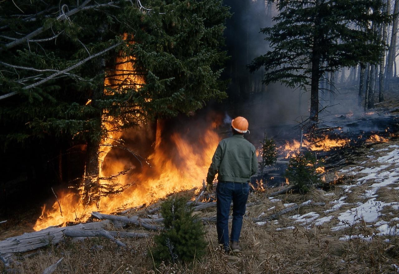 Foto skogsbrand