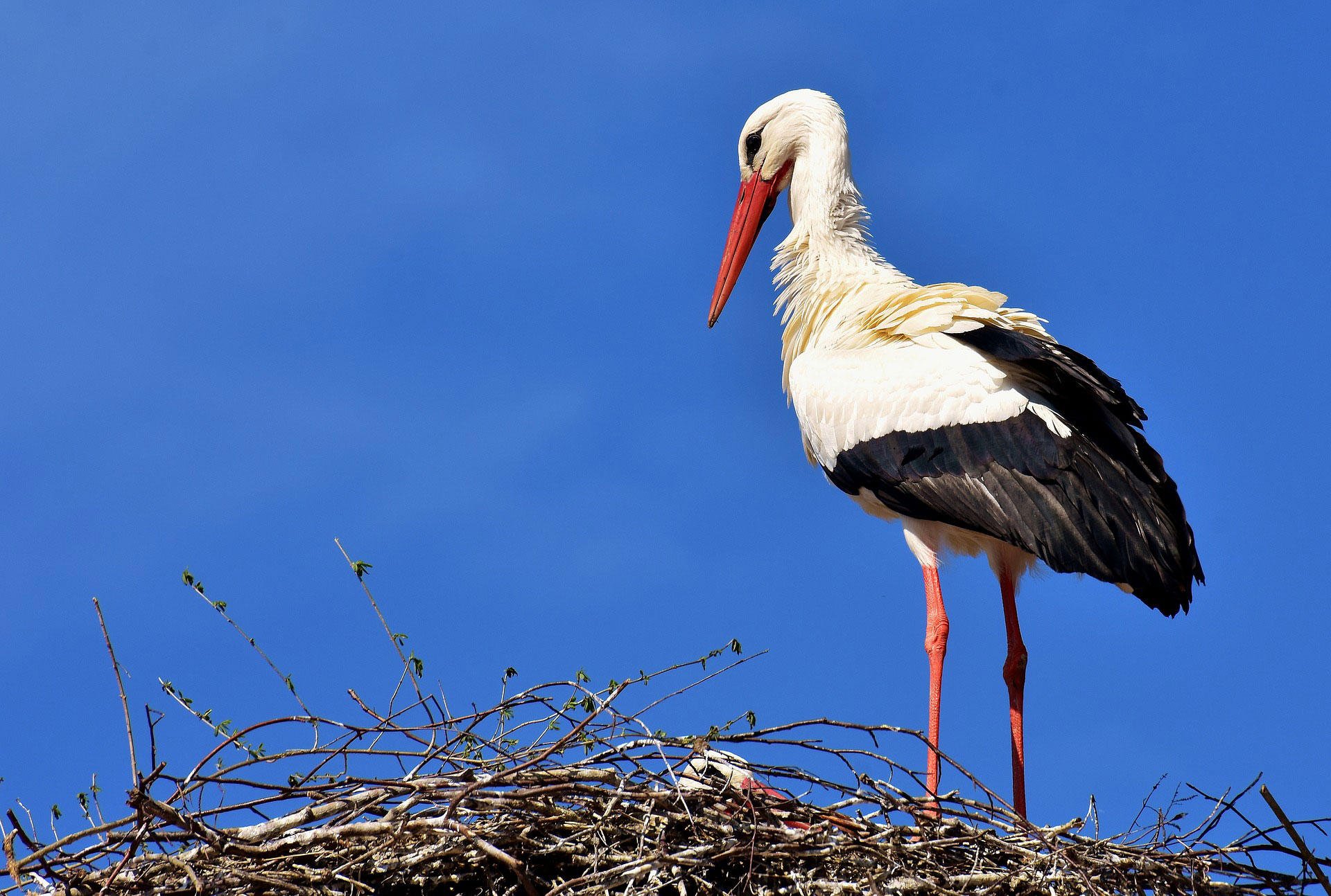 Foto stork