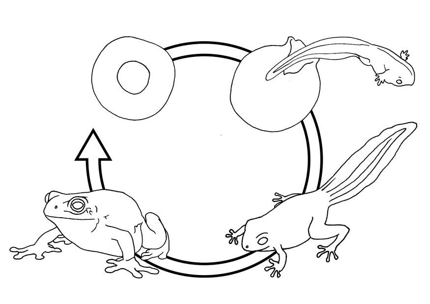 Målarbild grodans livscykel