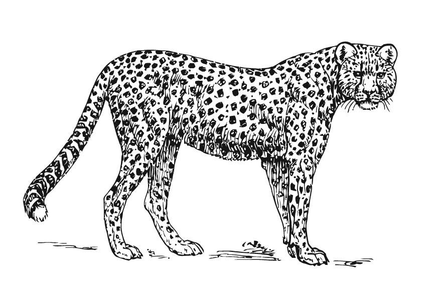 Målarbild leopard