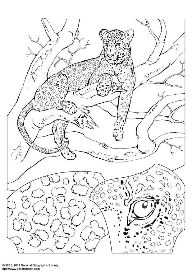 Målarbild leopard