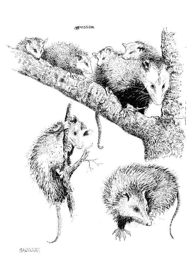 Målarbild opossum