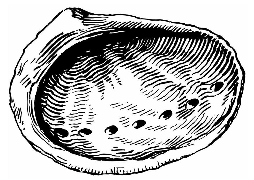 Målarbild snA¤cka - abalone