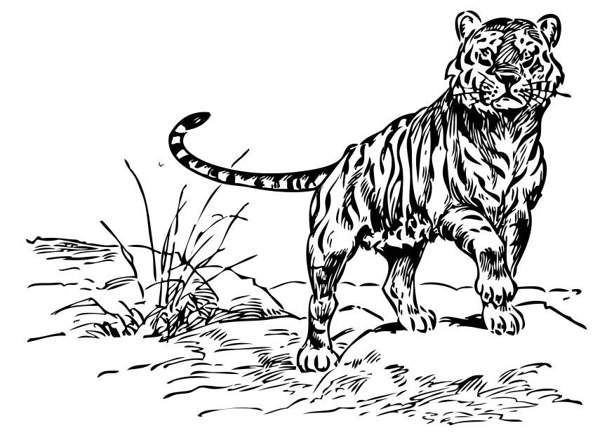 Målarbild tiger